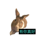 tome bunny（個別スタンプ：14）