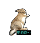 tome bunny（個別スタンプ：15）