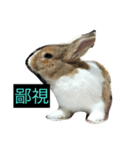 tome bunny（個別スタンプ：16）