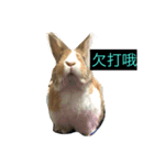 tome bunny（個別スタンプ：17）