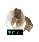 tome bunny（個別スタンプ：18）