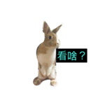 tome bunny（個別スタンプ：23）