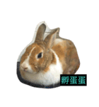 tome bunny（個別スタンプ：24）