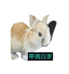 tome bunny（個別スタンプ：31）