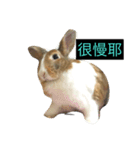 tome bunny（個別スタンプ：37）