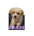 かわいい犬の笑顔3（個別スタンプ：5）