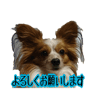 かわいい犬の笑顔3（個別スタンプ：13）