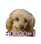 かわいい犬の笑顔3（個別スタンプ：15）