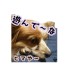 かわいい犬の笑顔3（個別スタンプ：19）