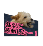 かわいい犬の笑顔3（個別スタンプ：30）