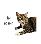 Meow Mafia（個別スタンプ：8）