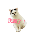 boss cat money（個別スタンプ：4）