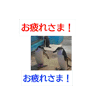 猫とペンギンの日常会話（個別スタンプ：10）