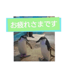 猫とペンギンの日常会話（個別スタンプ：11）