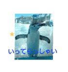 猫とペンギンの日常会話（個別スタンプ：19）