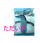 猫とペンギンの日常会話（個別スタンプ：21）