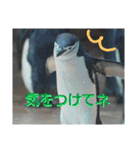 猫とペンギンの日常会話（個別スタンプ：24）