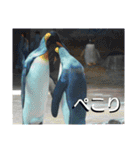 猫とペンギンの日常会話（個別スタンプ：35）