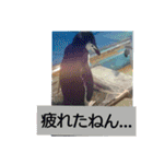 猫とペンギンの日常会話（個別スタンプ：36）