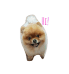 Waffle The Pom（個別スタンプ：3）