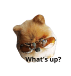 Waffle The Pom（個別スタンプ：5）