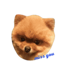 Waffle The Pom（個別スタンプ：6）