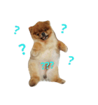 Waffle The Pom（個別スタンプ：8）