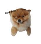 Waffle The Pom（個別スタンプ：12）