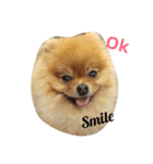 Waffle The Pom（個別スタンプ：13）