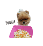 Waffle The Pom（個別スタンプ：14）