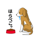 beagle's shintaro-2（個別スタンプ：12）