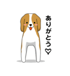 beagle's shintaro-2（個別スタンプ：16）