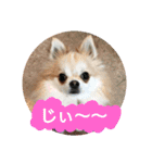 kswaii dog6（個別スタンプ：1）