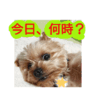 kswaii dog6（個別スタンプ：3）