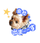 kswaii dog6（個別スタンプ：5）