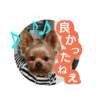 kswaii dog6（個別スタンプ：6）