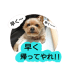 kswaii dog6（個別スタンプ：10）