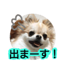 kswaii dog6（個別スタンプ：11）