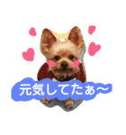 kswaii dog6（個別スタンプ：14）