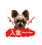 kswaii dog6（個別スタンプ：15）