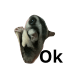 Sugar gliders life（個別スタンプ：3）