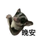 Sugar gliders life（個別スタンプ：6）