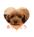 トイプーあんず（個別スタンプ：2）