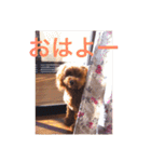 トイプーあんず（個別スタンプ：3）