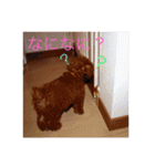 トイプーあんず（個別スタンプ：10）
