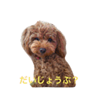 トイプーあんず（個別スタンプ：12）