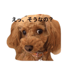 トイプーあんず（個別スタンプ：15）
