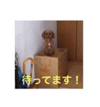 トイプーあんず（個別スタンプ：16）