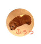 トイプーあんず（個別スタンプ：18）