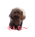 トイプーあんず（個別スタンプ：22）